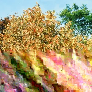 American Hazelnut Tree Seeds (Corylus americana) - 12+ Float Tested Seeds for Planting - Image 8