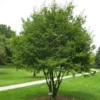 American Hornbeam Bare Root Seedlings - 2 Pack, 1-2 ft Tall, Outdoor Tree - Image 1