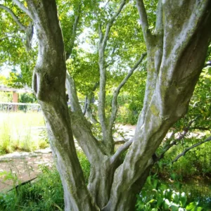 American Hornbeam Bare Root Seedlings - 2 Pack, 1-2 ft Tall, Outdoor Tree - Image 2