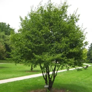 American Hornbeam Bare Root Seedlings - 2 Pack, 1-2 ft Tall, Outdoor Tree - Image 1