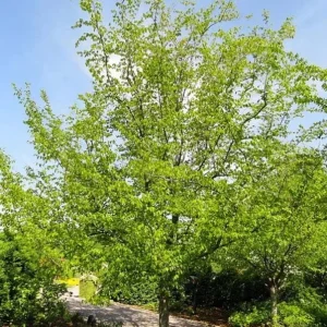 American Hornbeam Live Plant – Quart Pot – Native Deciduous Tree – Carpinus caroliniana – USDA Zones 3-9 - Image 2