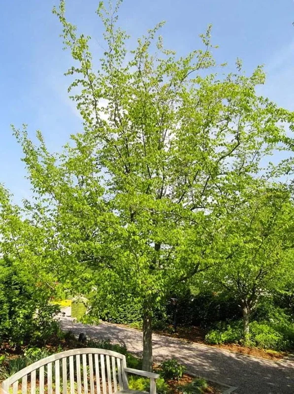 American Hornbeam Live Plant – Quart Pot – Native Deciduous Tree – Carpinus caroliniana – USDA Zones 3-9 - Image 2