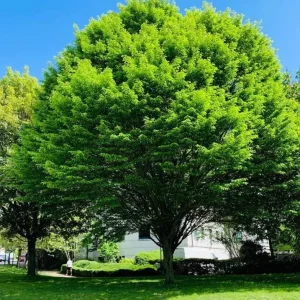 American Hornbeam Live Plant – Quart Pot – Native Deciduous Tree – Carpinus caroliniana – USDA Zones 3-9 - Image 4