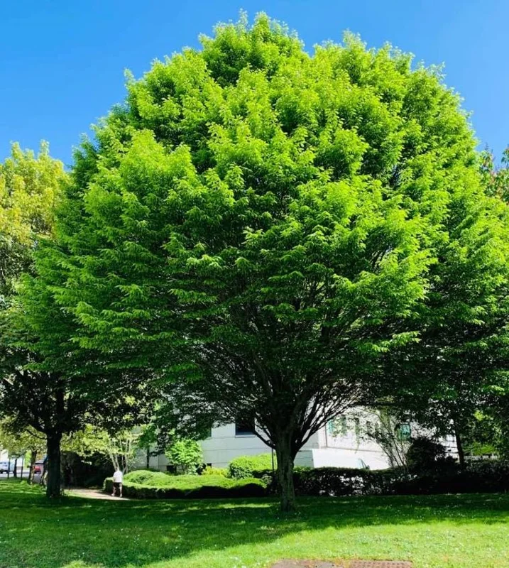 American Hornbeam Live Plant – Quart Pot – Native Deciduous Tree – Carpinus caroliniana – USDA Zones 3-9 - Image 4