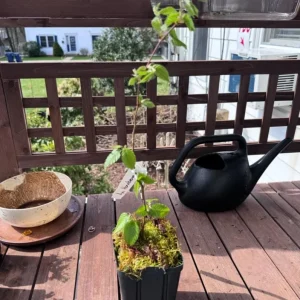 American Hornbeam Live Plant – Quart Pot – Native Deciduous Tree – Carpinus caroliniana – USDA Zones 3-9 - Image 5