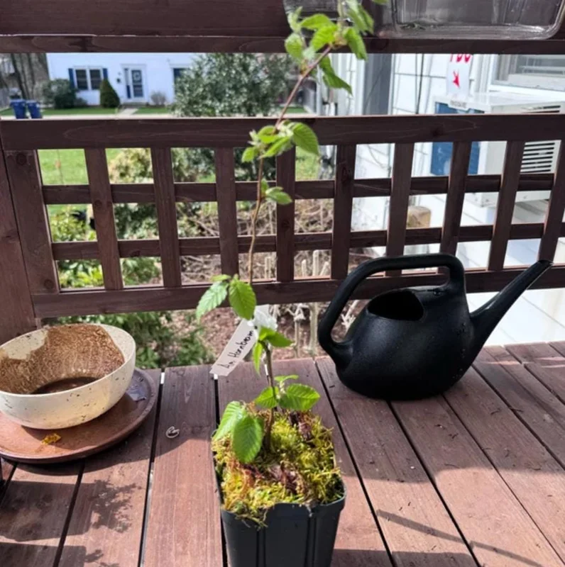 American Hornbeam Live Plant – Quart Pot – Native Deciduous Tree – Carpinus caroliniana – USDA Zones 3-9 - Image 5