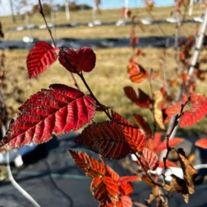 American Hornbeam Live Plant – Quart Pot – Native Deciduous Tree – Carpinus caroliniana – USDA Zones 3-9 - Image 6