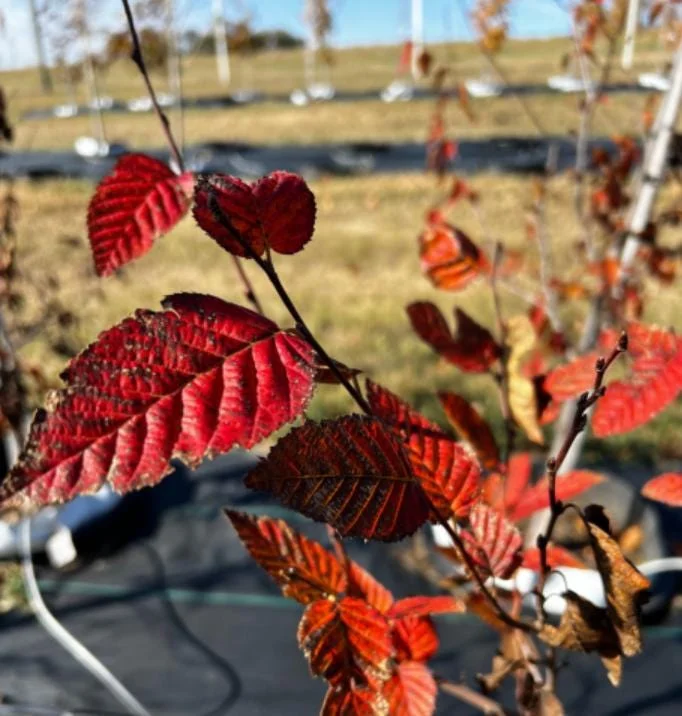 American Hornbeam Live Plant – Quart Pot – Native Deciduous Tree – Carpinus caroliniana – USDA Zones 3-9 - Image 6