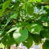 American Hornbeam Live Plant – Quart Pot – Native Deciduous Tree – Carpinus caroliniana – USDA Zones 3-9 - Image 1