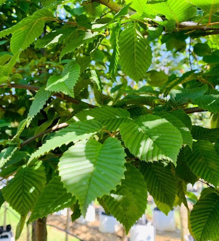 American Hornbeam Live Plant – Quart Pot – Native Deciduous Tree – Carpinus caroliniana – USDA Zones 3-9 - Image 1