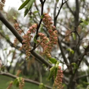 American Hornbeam Live Plant – Quart Pot – Native Deciduous Tree – Carpinus caroliniana – USDA Zones 3-9 - Image 8