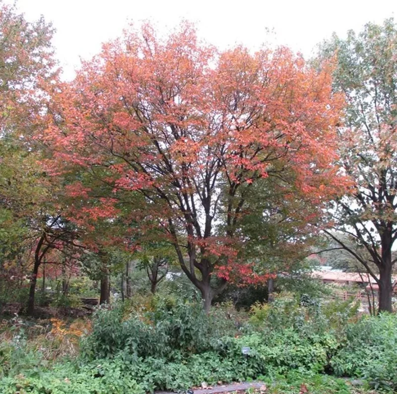 American Hornbeam Live Plant – Quart Pot – Native Deciduous Tree – Carpinus caroliniana – USDA Zones 3-9 - Image 9