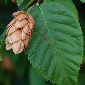 American Hornbeam Live Tree – Quart Pot, 6-12