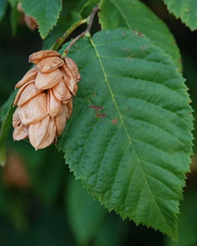 American Hornbeam Live Tree – Quart Pot, 6-12" Tall, Brilliant Fall Color, Outdoor - Image 2
