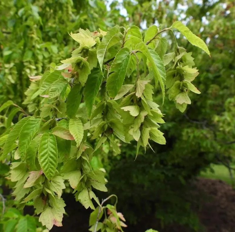 American Hornbeam Live Tree – Quart Pot, 6-12" Tall, Brilliant Fall Color, Outdoor - Image 3