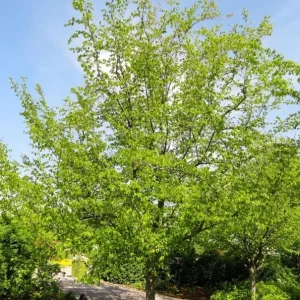 American Hornbeam Live Tree – Quart Pot, 6-12