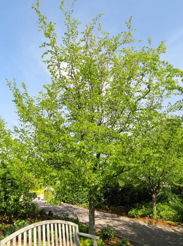 American Hornbeam Live Tree – Quart Pot, 6-12" Tall, Brilliant Fall Color, Outdoor - Image 4