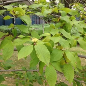 American Hornbeam Live Tree – Quart Pot, 6-12