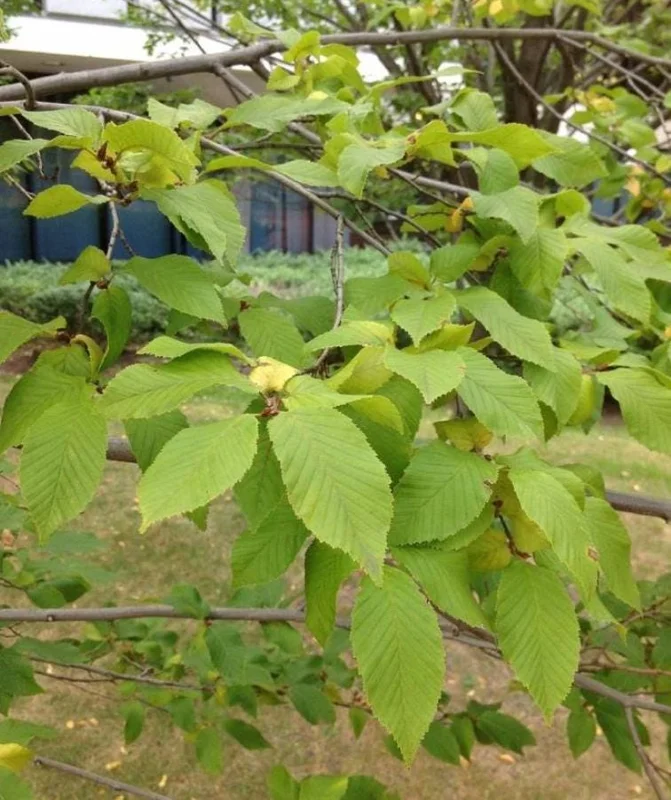 American Hornbeam Live Tree – Quart Pot, 6-12" Tall, Brilliant Fall Color, Outdoor - Image 1