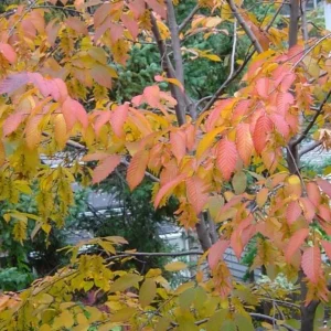 American Hornbeam Live Tree – Quart Pot, 6-12