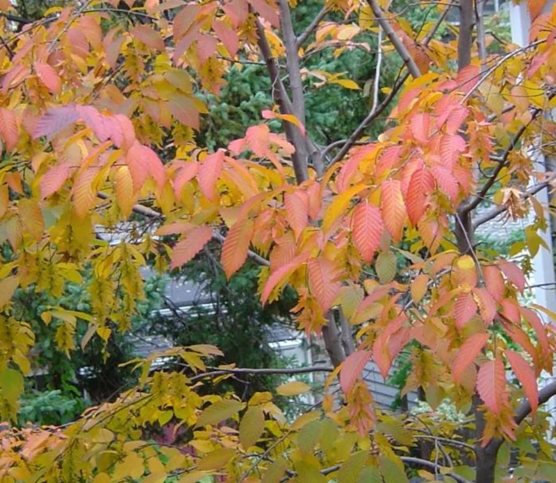 American Hornbeam Live Tree – Quart Pot, 6-12" Tall, Brilliant Fall Color, Outdoor - Image 5