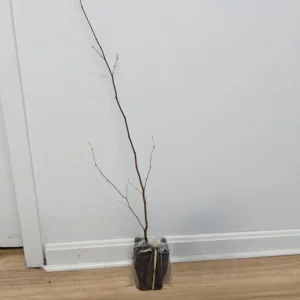 American Hornbeam Live Tree – Quart Pot, 6-12