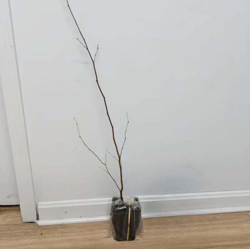 American Hornbeam Live Tree – Quart Pot, 6-12" Tall, Brilliant Fall Color, Outdoor - Image 6