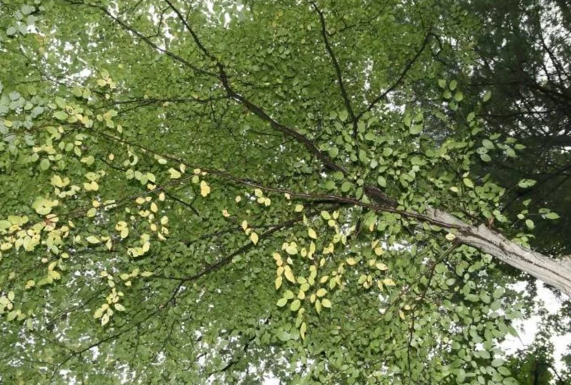 American Hornbeam Live Tree – Quart Pot, 6-12" Tall, Brilliant Fall Color, Outdoor - Image 7