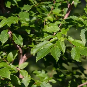 American Hornbeam Live Tree – Quart Pot, 6-12