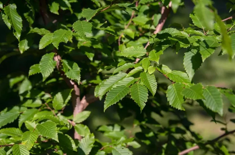 American Hornbeam Live Tree – Quart Pot, 6-12" Tall, Brilliant Fall Color, Outdoor - Image 8