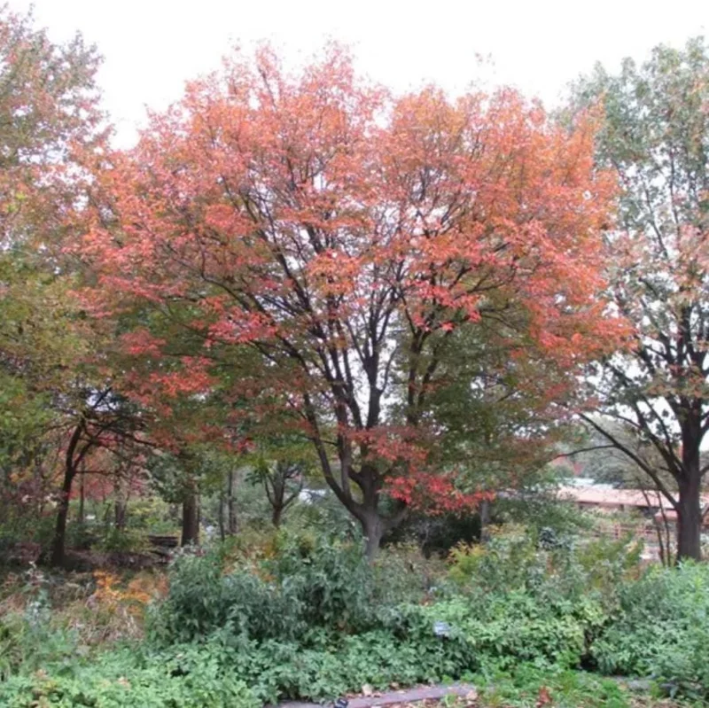 American Hornbeam Live Tree – Quart Pot, 6-12" Tall, Brilliant Fall Color, Outdoor - Image 9