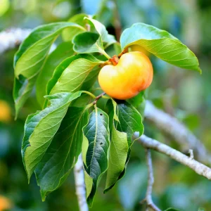 American Persimmon Live Bareroot Tree - Diospyros virginiana 12-18+ Inches Tall - Image 4