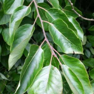 American Persimmon Live Plant – Cold Hardy Fruit Tree – 4 inch Pot - Image 10