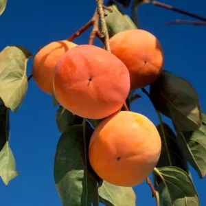 American Persimmon Live Plant – Cold Hardy Fruit Tree – 4 inch Pot - Image 2