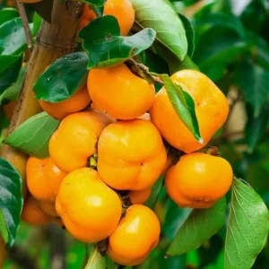 American Persimmon Live Plant – Cold Hardy Fruit Tree – 4 inch Pot - Image 3