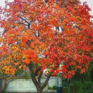 American Persimmon Live Plant – Cold Hardy Fruit Tree – 4 inch Pot - Image 6