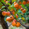 American Persimmon Live Plant – Cold Hardy Fruit Tree – 4 inch Pot - Image 1