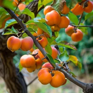 American Persimmon Live Plant – Cold Hardy Fruit Tree – 4 inch Pot - Image 1