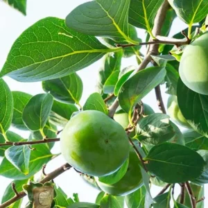 American Persimmon Live Plant – Cold Hardy Fruit Tree – 4 inch Pot - Image 9