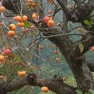 American Persimmon Native Tree - 2 Bare Root Plants 1-2' Tall - Outdoor Fruit Tree - Image 2