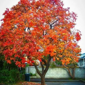 American Persimmon Native Tree - 2 Bare Root Plants 1-2' Tall - Outdoor Fruit Tree - Image 1
