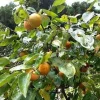 American Persimmon Tree Bareroot Plant 18-30 inches Tall - USDA Zones 4-9 - Image 1