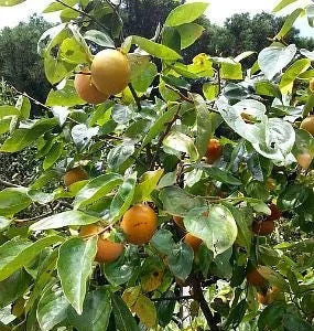American Persimmon Tree Bareroot Plant 18-30 inches Tall - USDA Zones 4-9 - Image 1