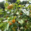 American Persimmon Tree Bareroot Plant – 18-30 inches – Fruit Tree - Image 1