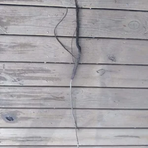 American Persimmon Tree Bareroot Plant – 18-30 inches – Fruit Tree - Image 2