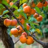 American Persimmon Tree - Diospyros Virginiana Live Bare-Root Plant 6-12 inches - Image 1