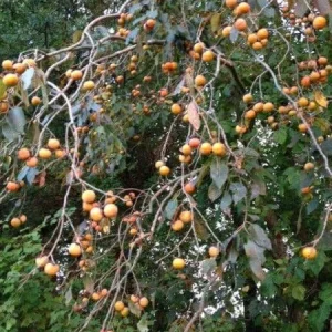 American Persimmon Tree - Diospyros Virginiana Live Bare-Root Plant 6-12 inches - Image 3