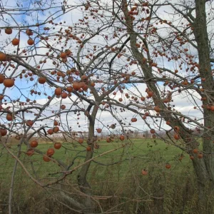American Persimmon Tree - Diospyros Virginiana Live Bare-Root Plant 6-12 inches - Image 4