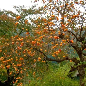 American Persimmon Tree – Live Fruit Tree, Quart Pot, 6-12 inches Tall - Image 10