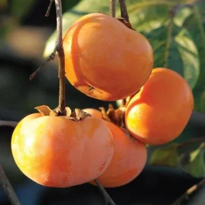 American Persimmon Tree – Live Fruit Tree, Quart Pot, 6-12 inches Tall - Image 2